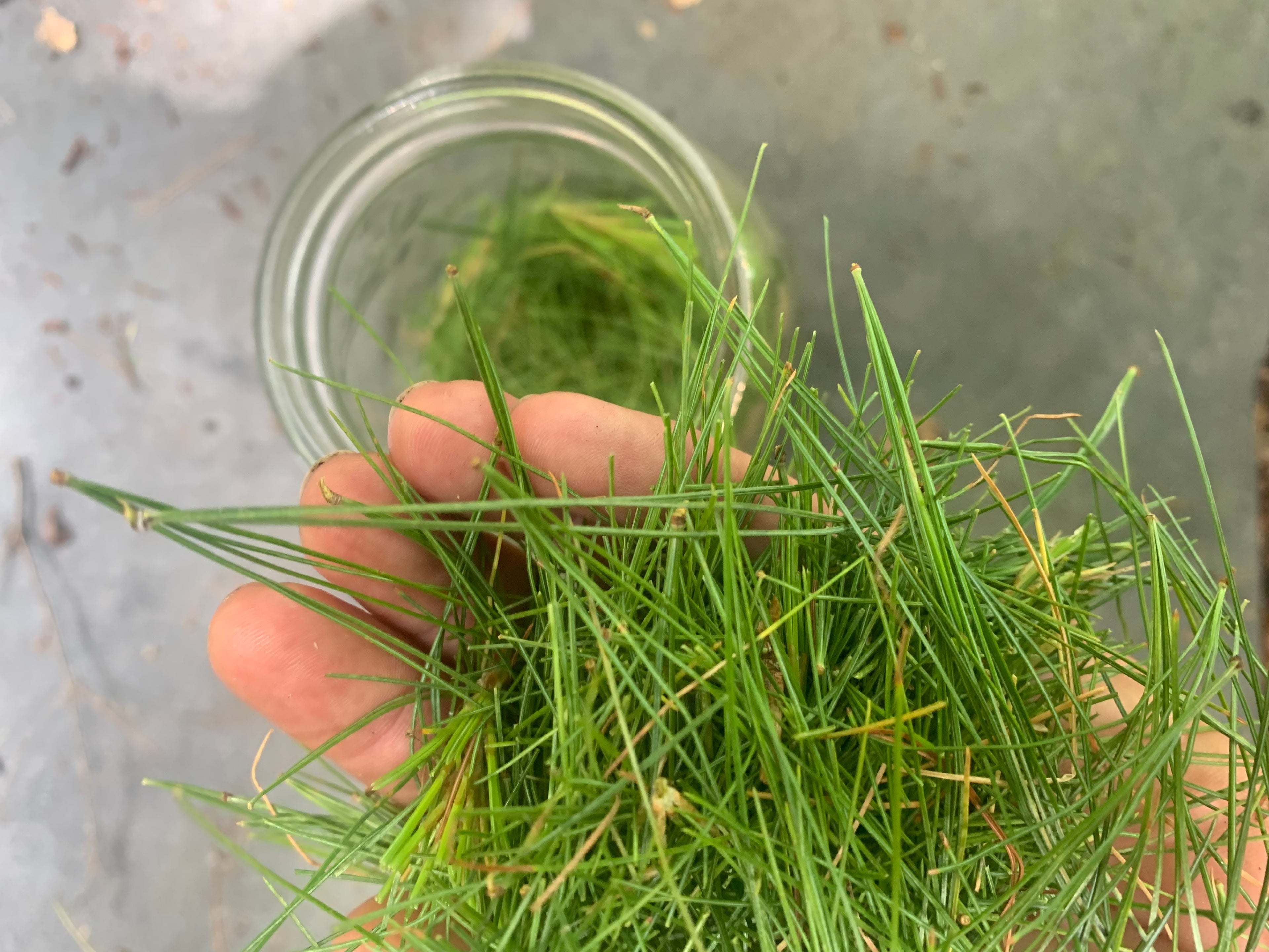 Eastern White Pine Tea