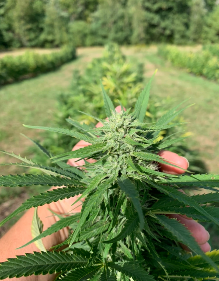 Organically Farmed in Western Maine - Full Spectrum 1200 MG CBD + CBG oil- with full panel test results for every batch made