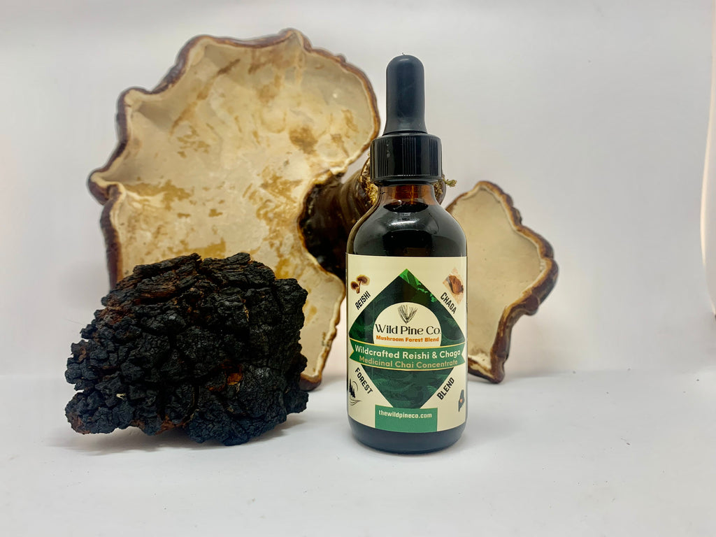 Reishi + Chaga Maine forest blend concentrate (chai flavored)
