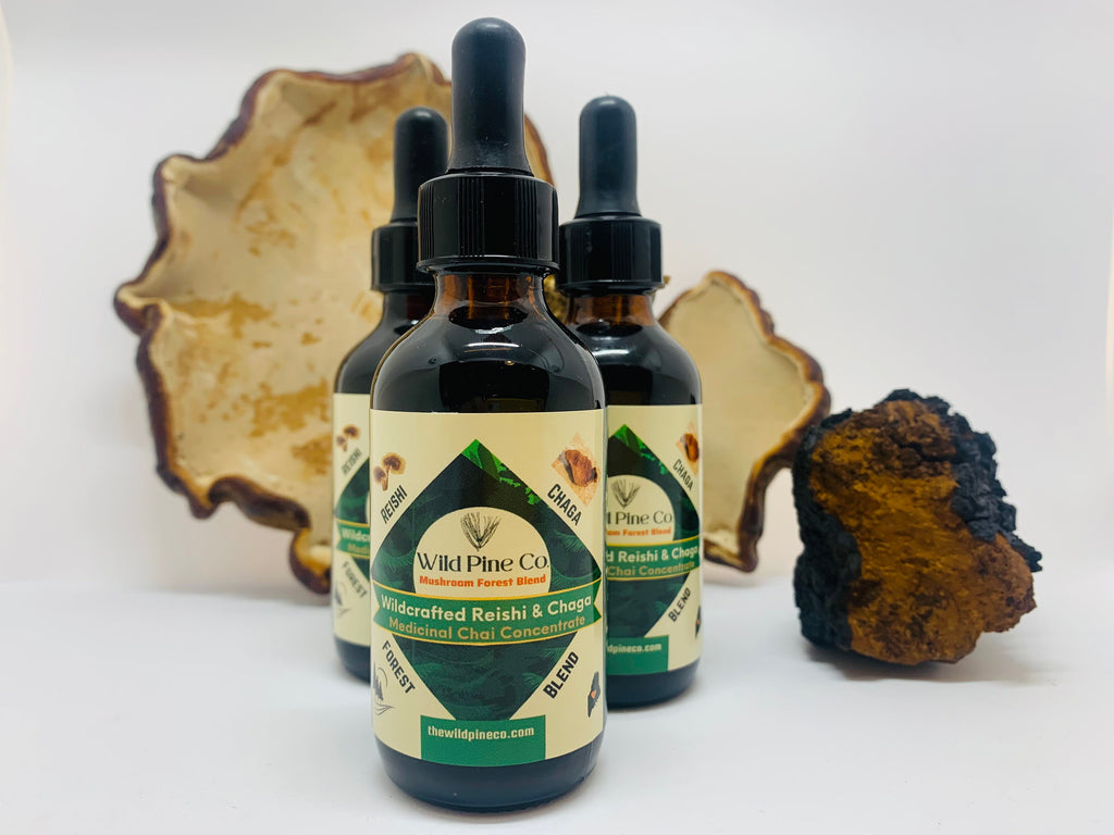 Reishi + Chaga Maine forest blend concentrate (chai flavored)