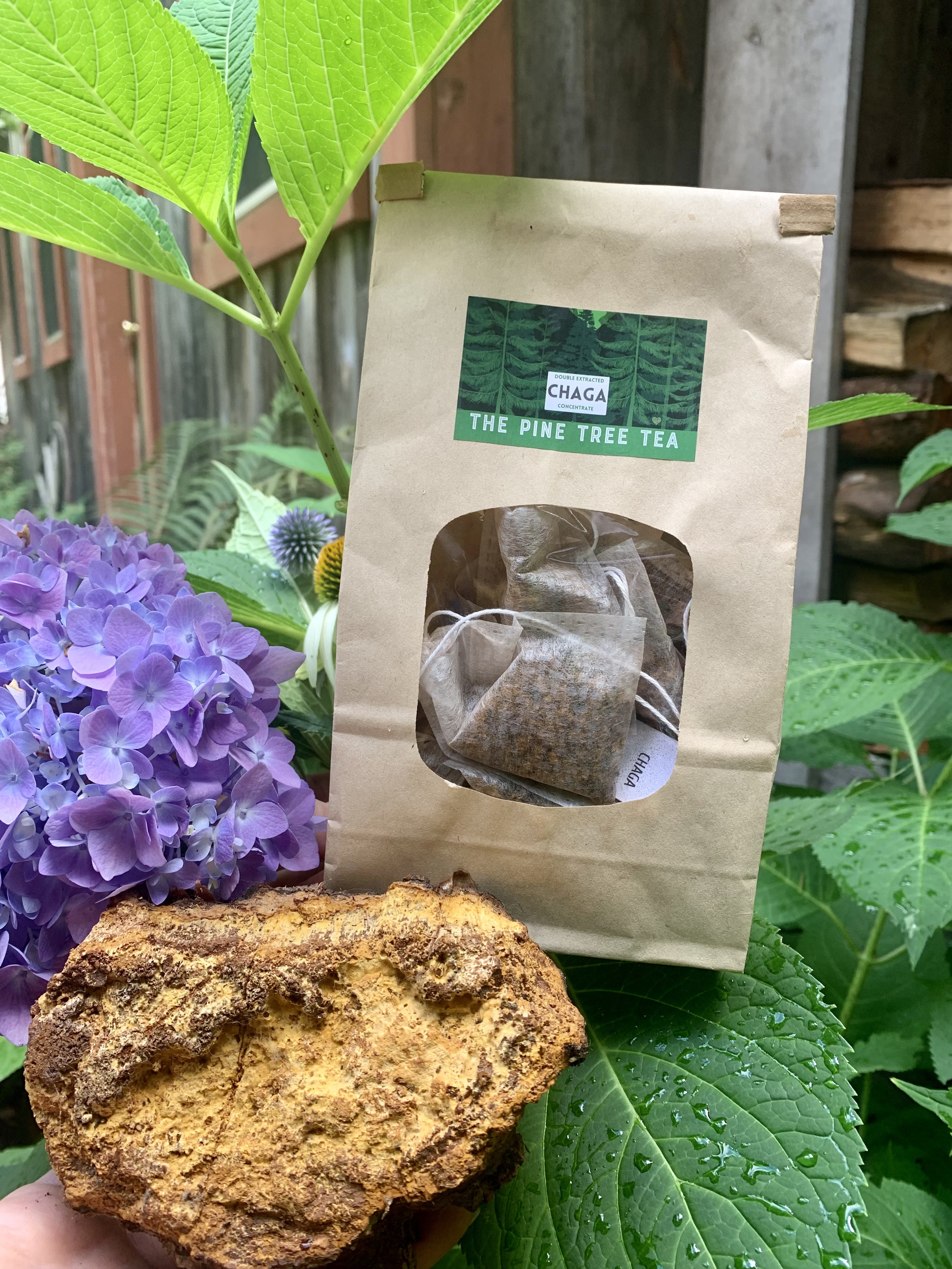 Wildcrafted Maine Chaga tea bags