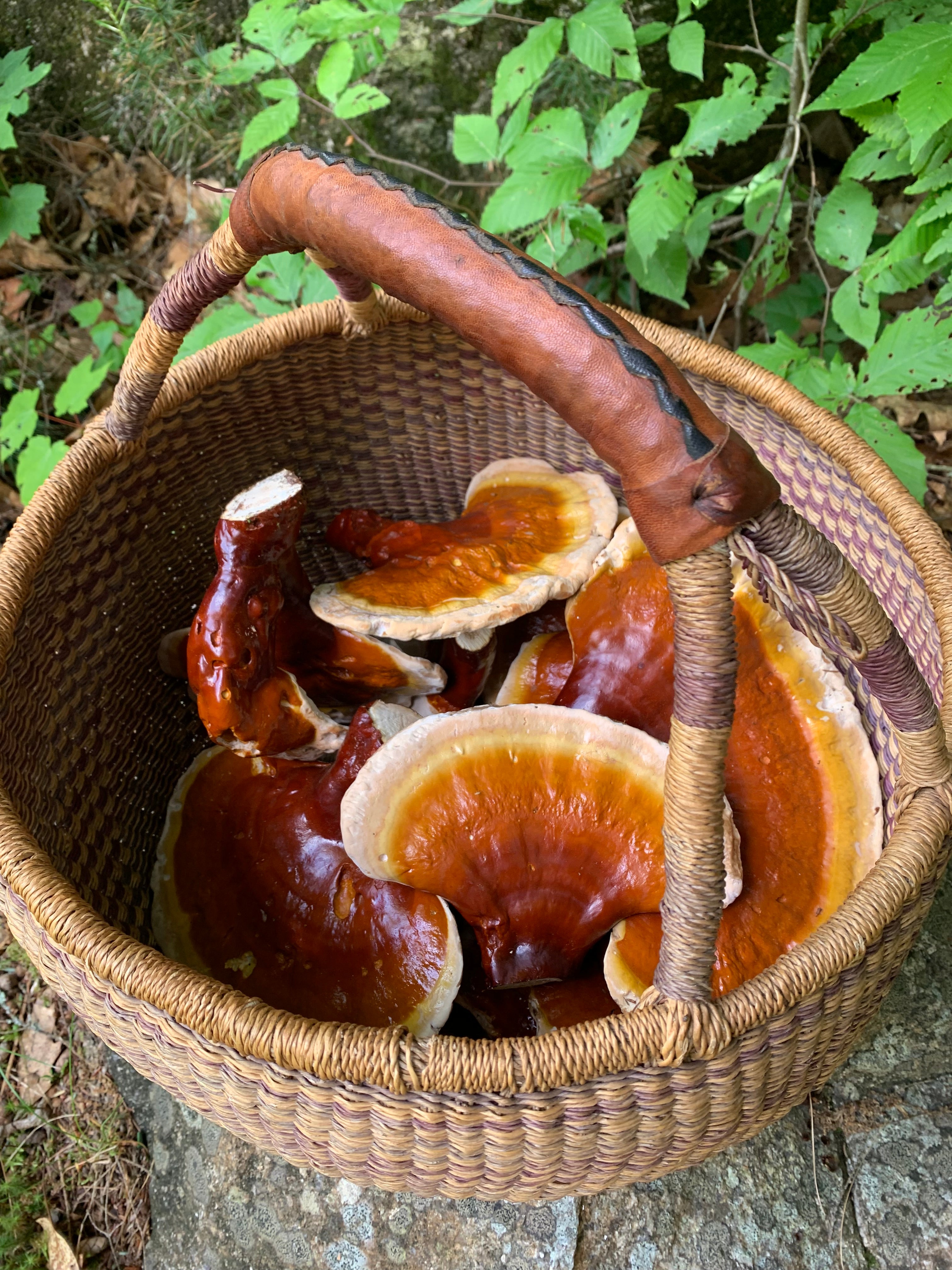 Wildcrafted Maine Reishi teabags