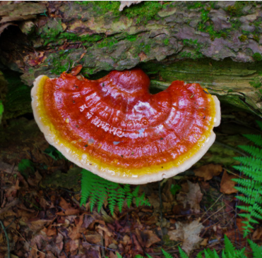 Wildcrafted Maine Reishi teabags