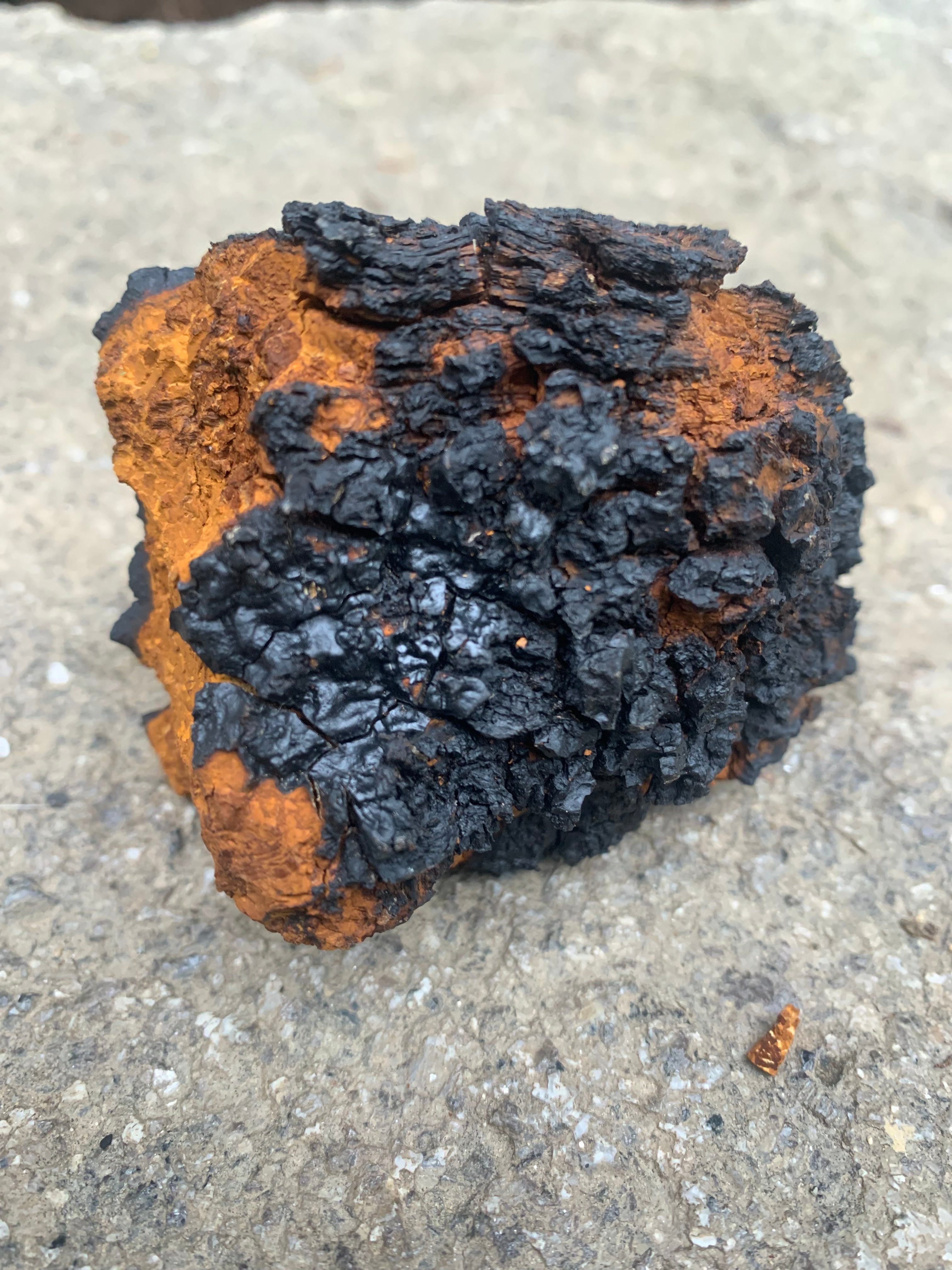 Wildcrafted double extracted Chaga concentrate - Medium  3.5 oz