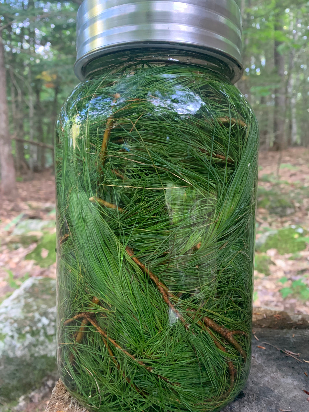 Eastern White Pine Concentrate